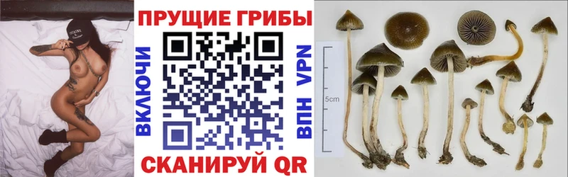 Псилоцибиновые грибы прущие грибы  Купить закладки  Новый Оскол 